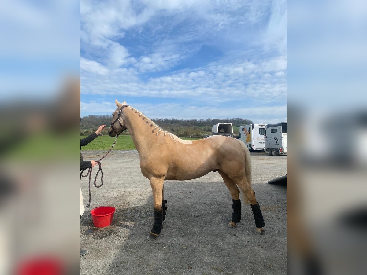 Galés-PB Caballo castrado 6 años 147 cm Palomino in Bosc le Hard