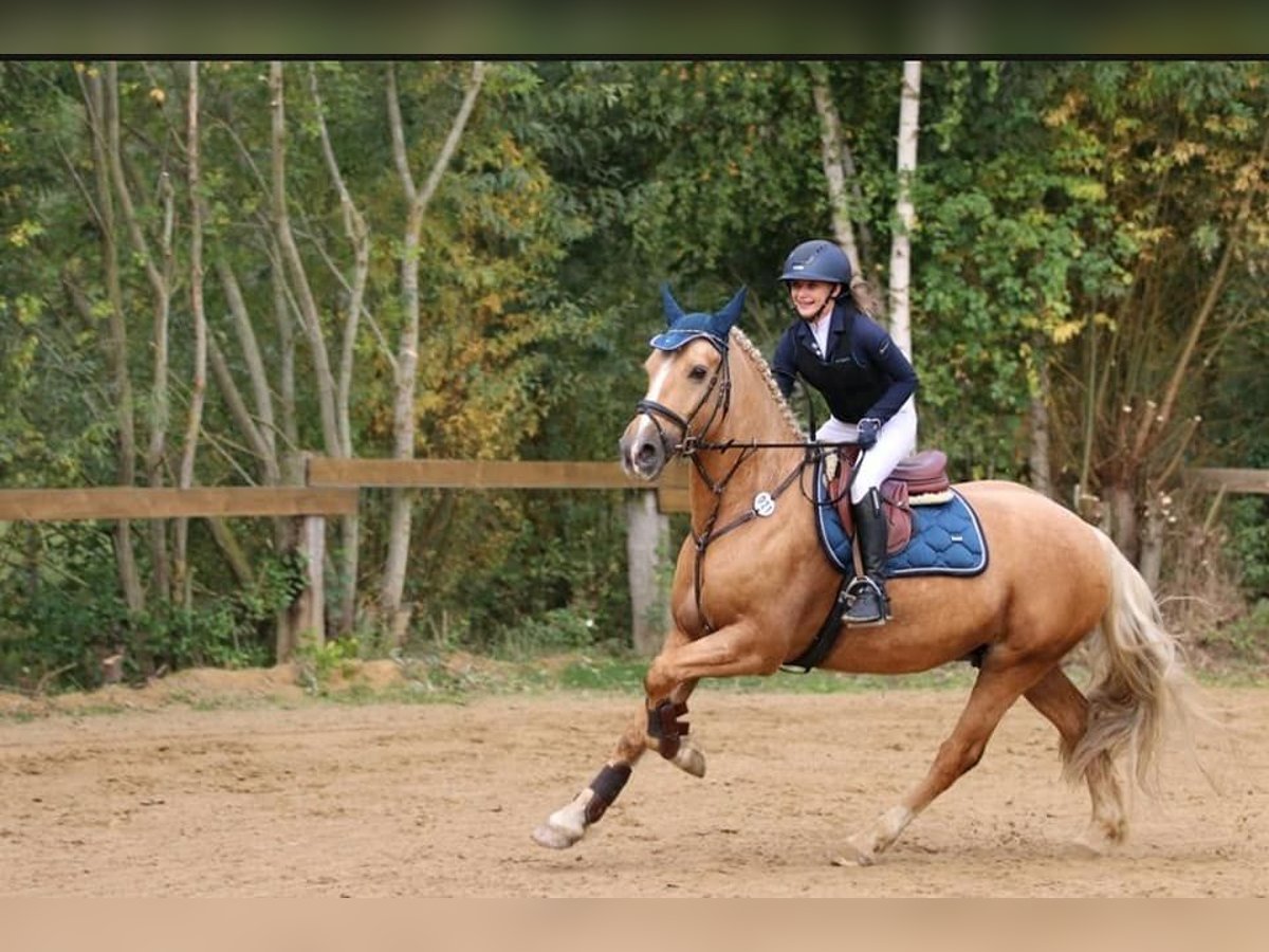 Galés-PB Caballo castrado 7 años 155 cm Palomino in Bridel