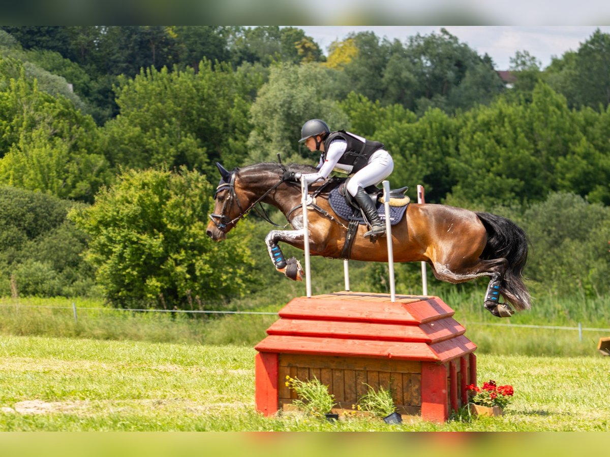 Galés-PB Caballo castrado 7 años 157 cm Castaño oscuro in Třebechovice pod Orebem