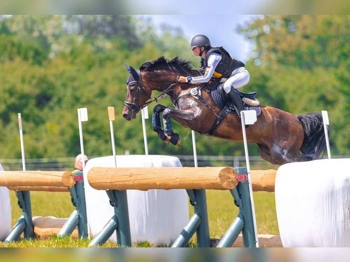 Galés-PB Caballo castrado 8 años 157 cm in Hradec Králové