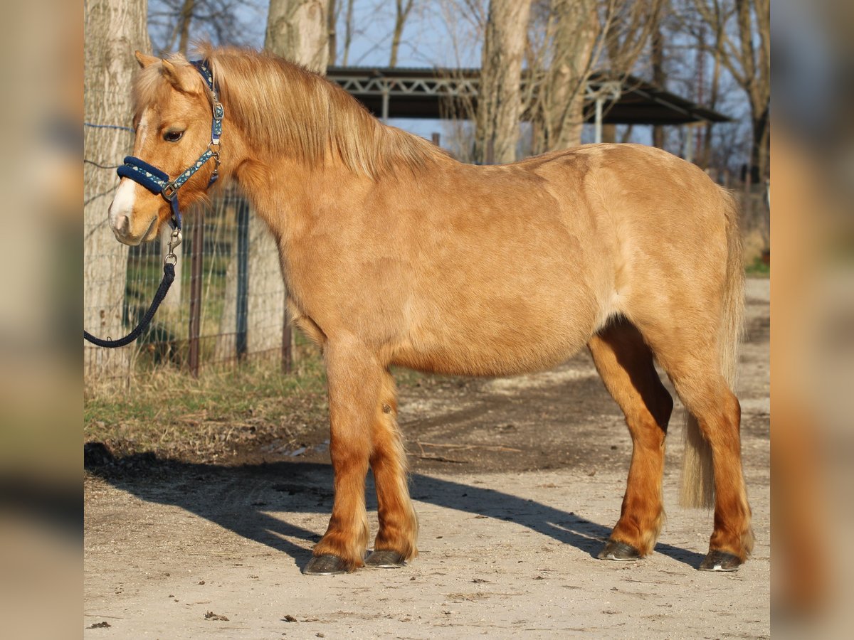 Galés-PB Caballo castrado 9 años 130 cm Alazán-tostado in Pápa