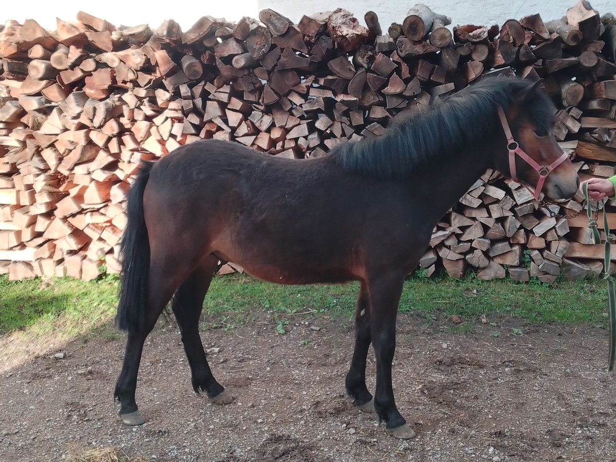 Galés-PB Mestizo Semental 1 año 115 cm Castaño oscuro in Böbing