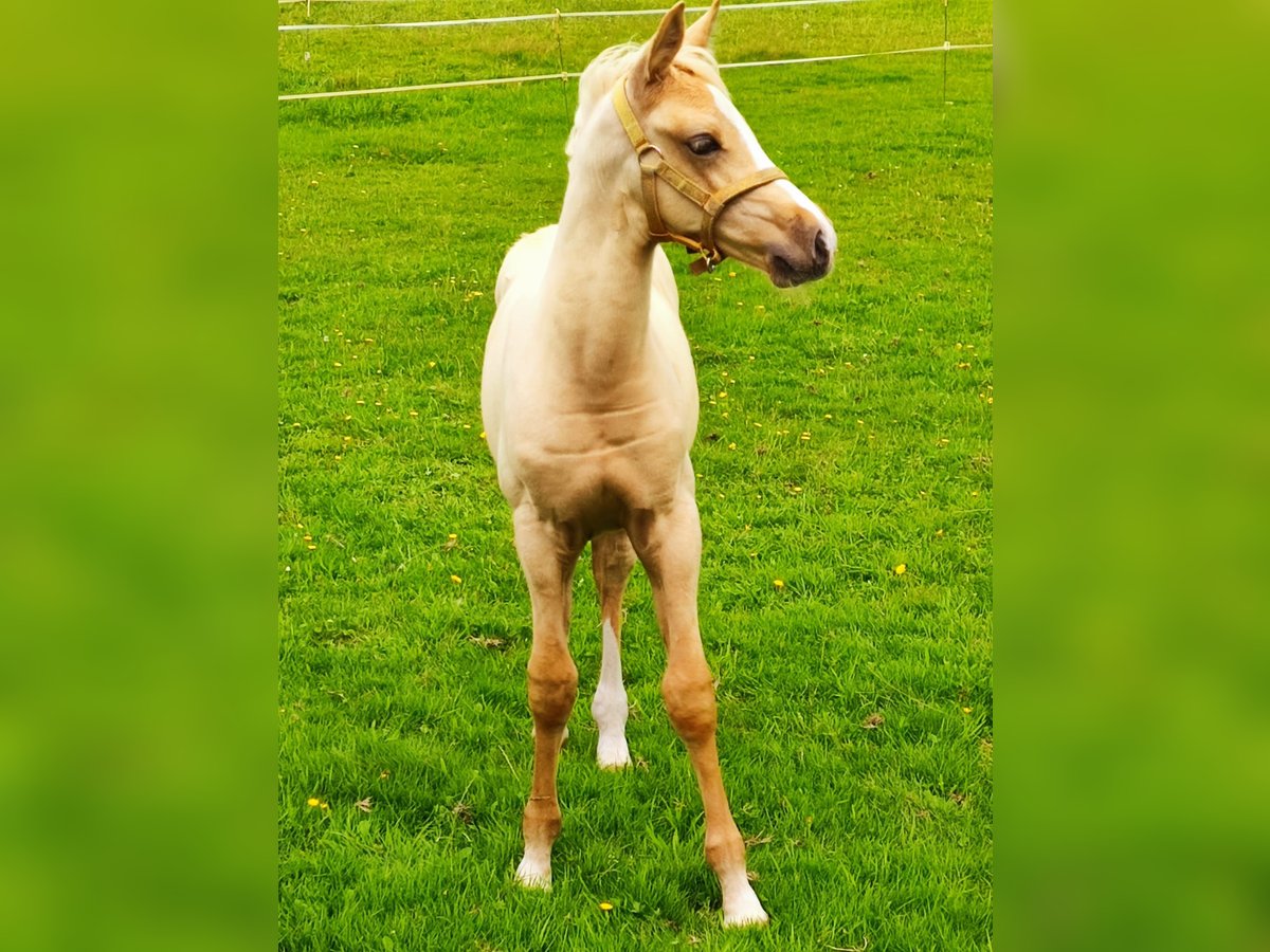 Galés-PB Mestizo Semental Potro (06/2025) 153 cm Palomino in Halle