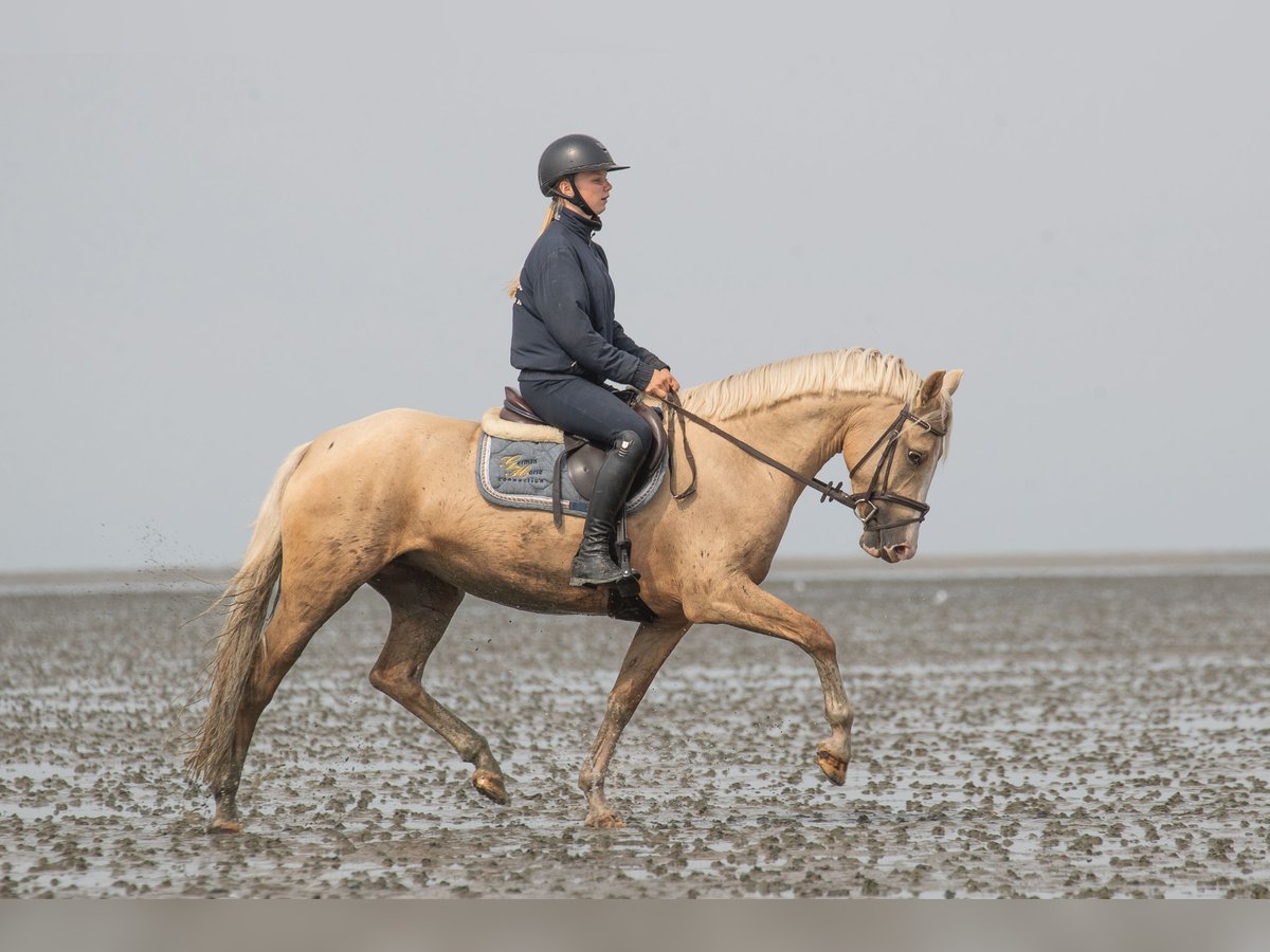 Galés-PB Yegua 4 años 145 cm Palomino in Raddestorf