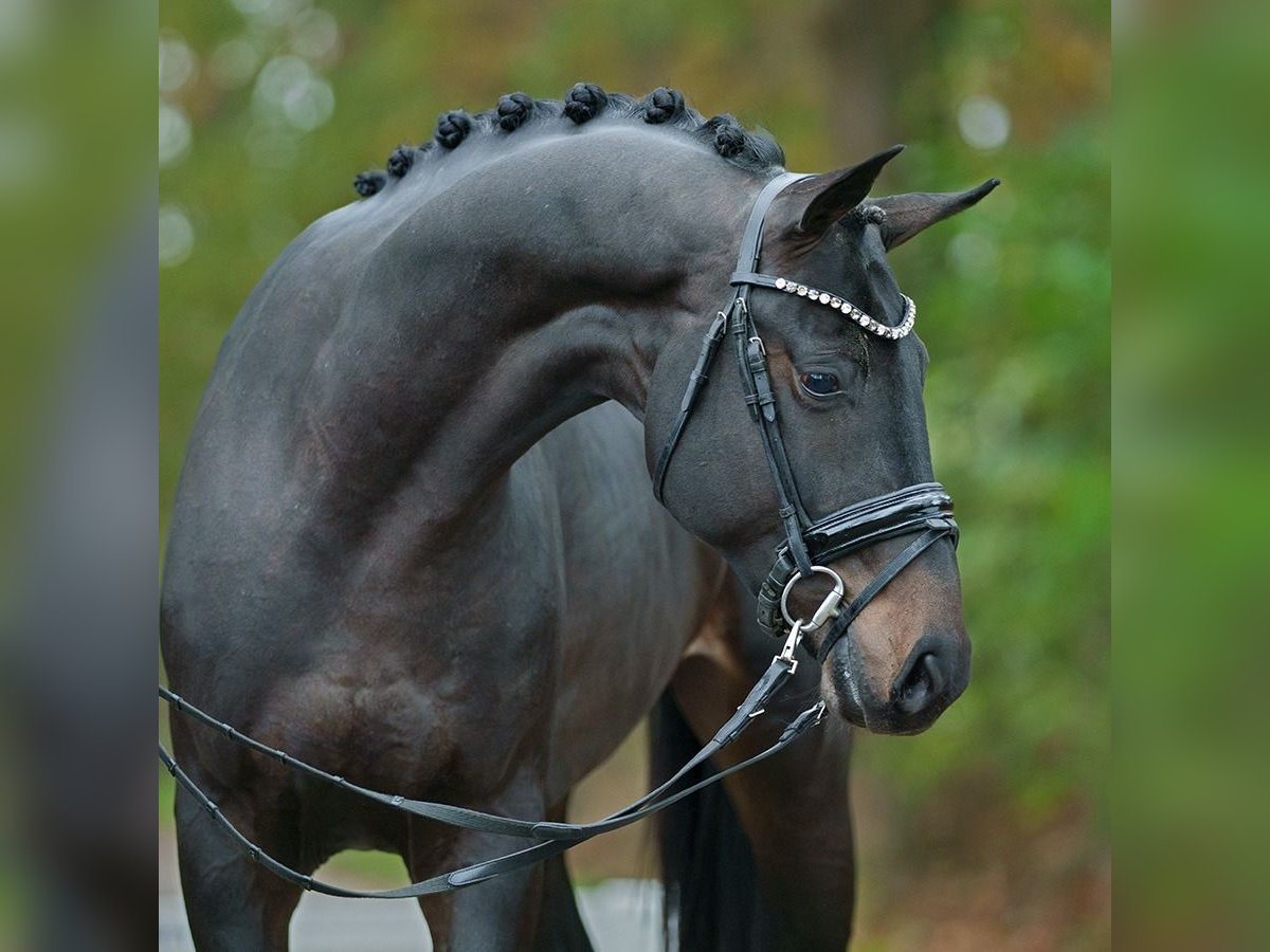 Gamechanger Oldenburg Stallion Bay-Dark in Herbstein