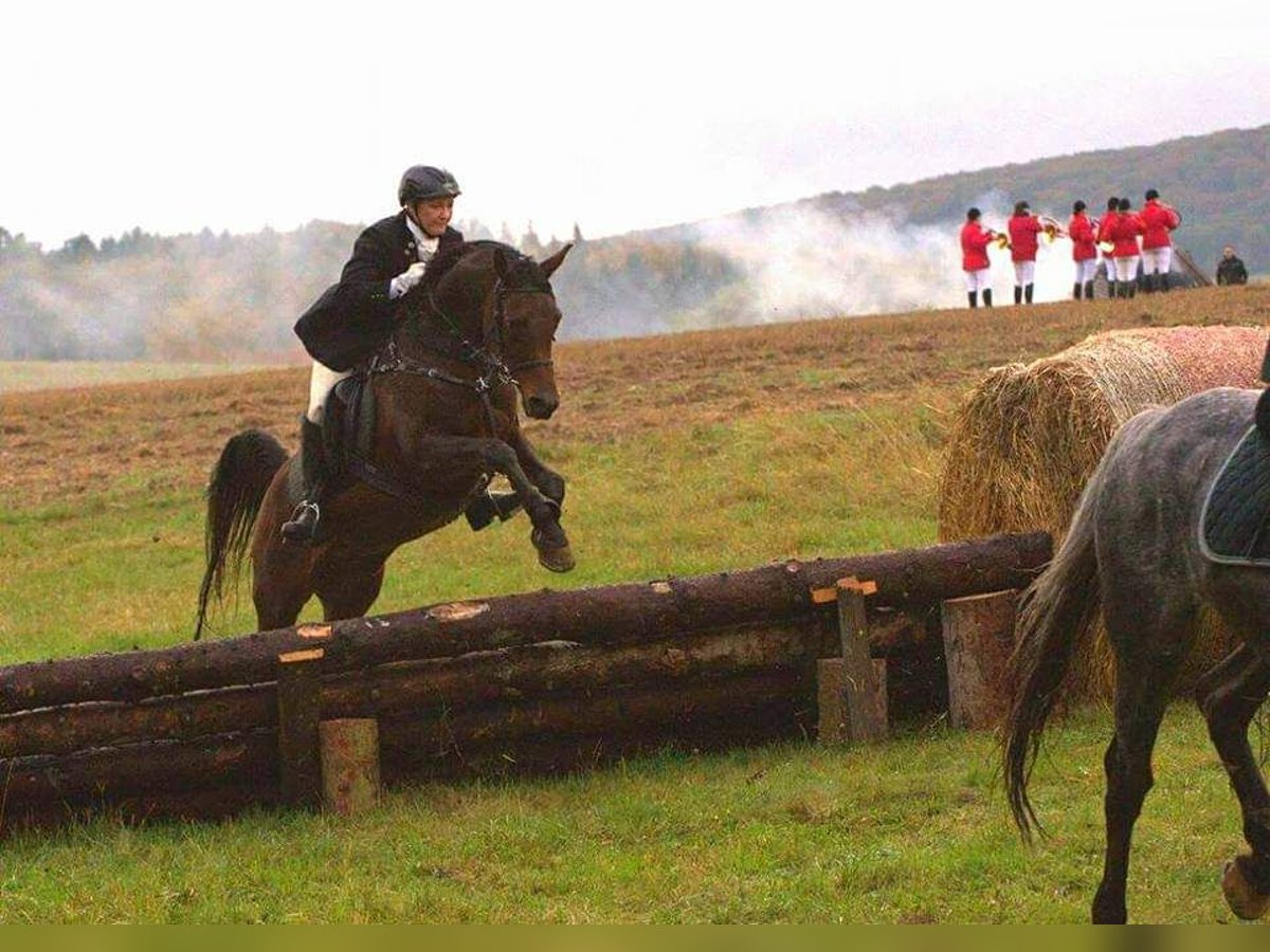 Gelände- und Jagdreiterin sucht Reitbeteiligung 