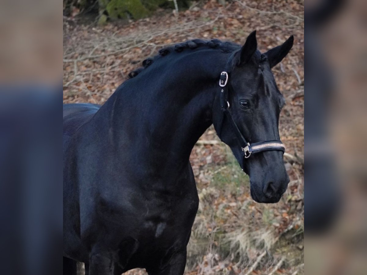 Gelderländare Sto 8 år 170 cm Svart in Weinsberg - Gellmersbach