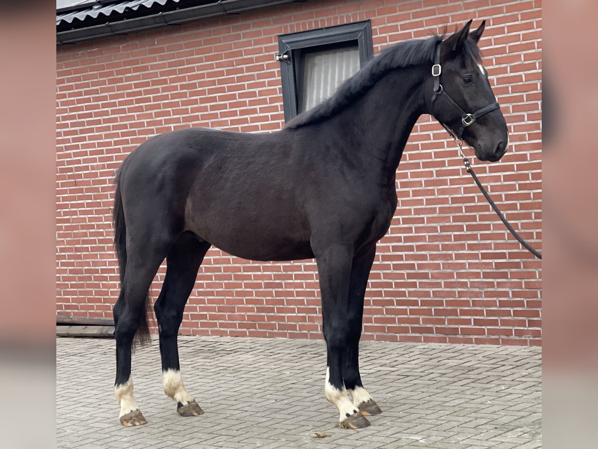 Gelderländer Hengst 3 Jahre 169 cm Rappe in Zieuwent