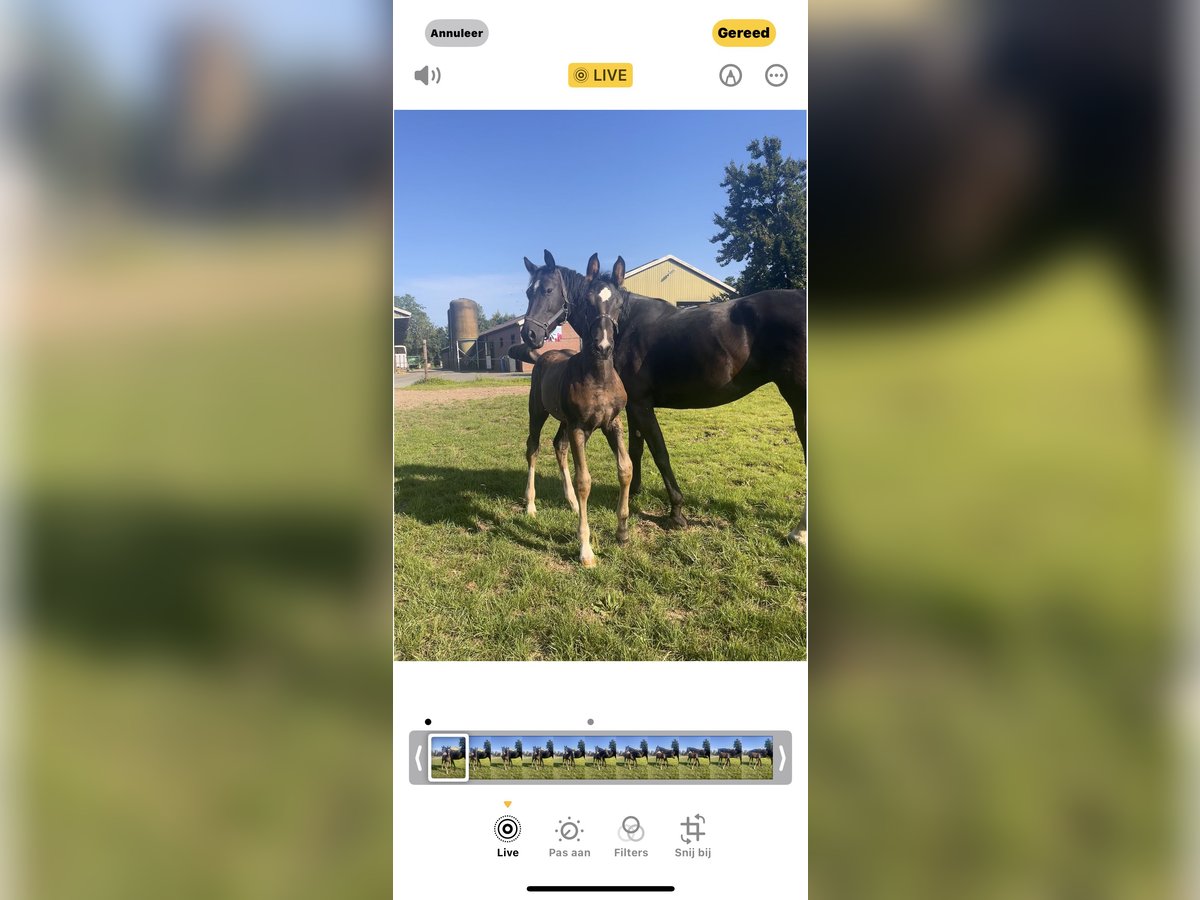 Gelderländer Hengst Fohlen (05/2025) Schwarzbrauner in Bunni