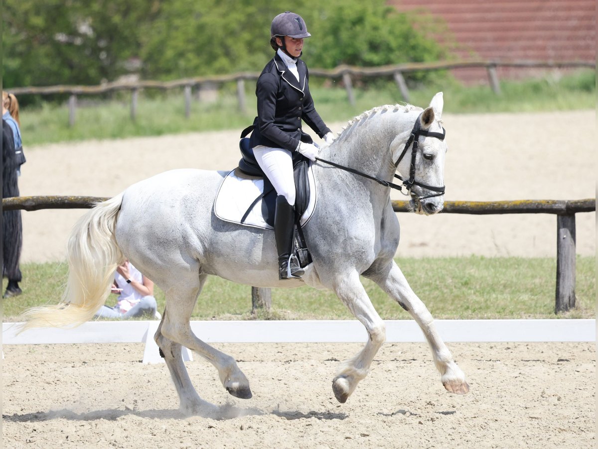 Gelderländer Klacz 15 lat 173 cm Siwa in Budapest