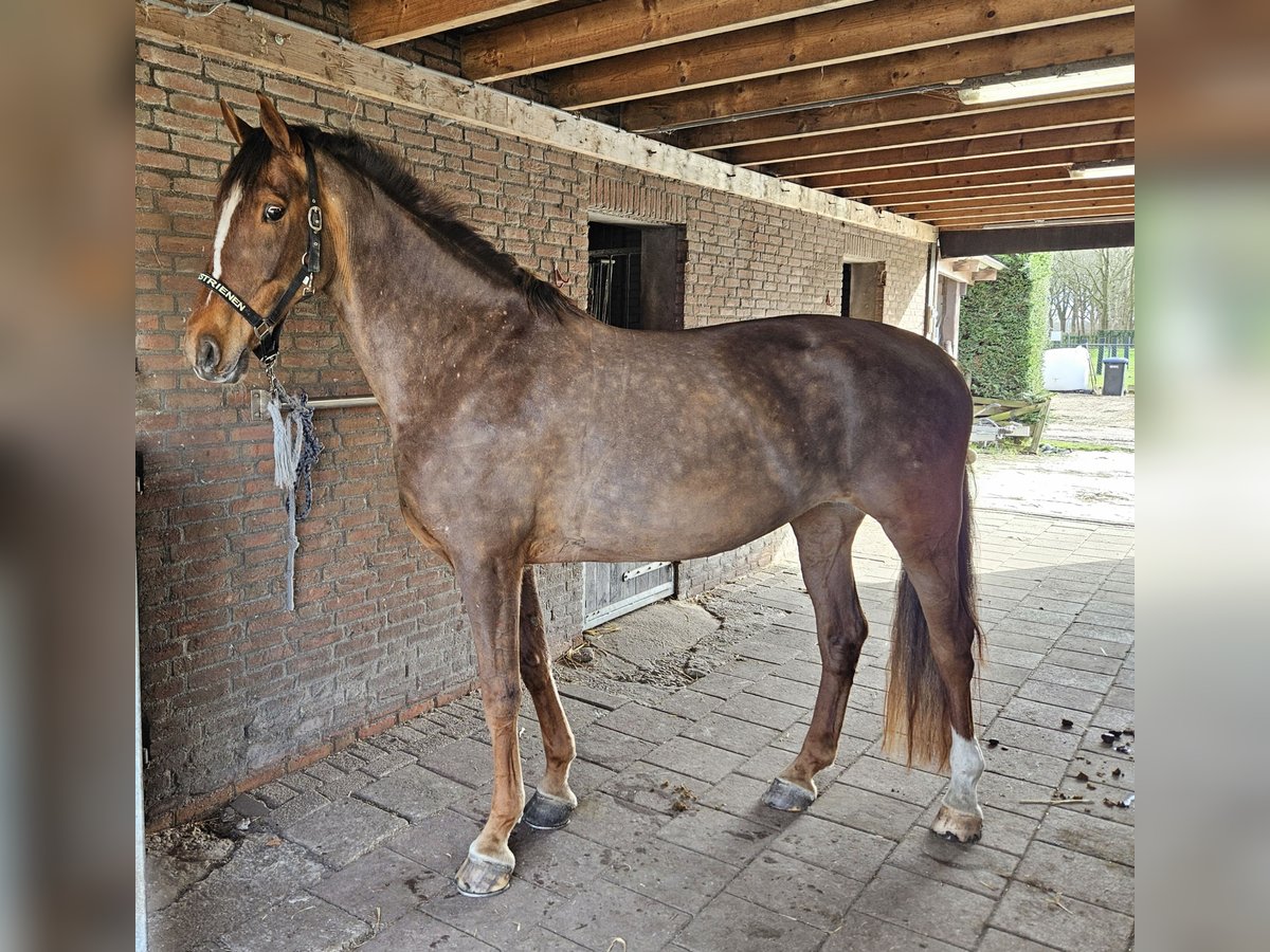 Gelderländer Klacz 9 lat 170 cm Kasztanowata in Schijf