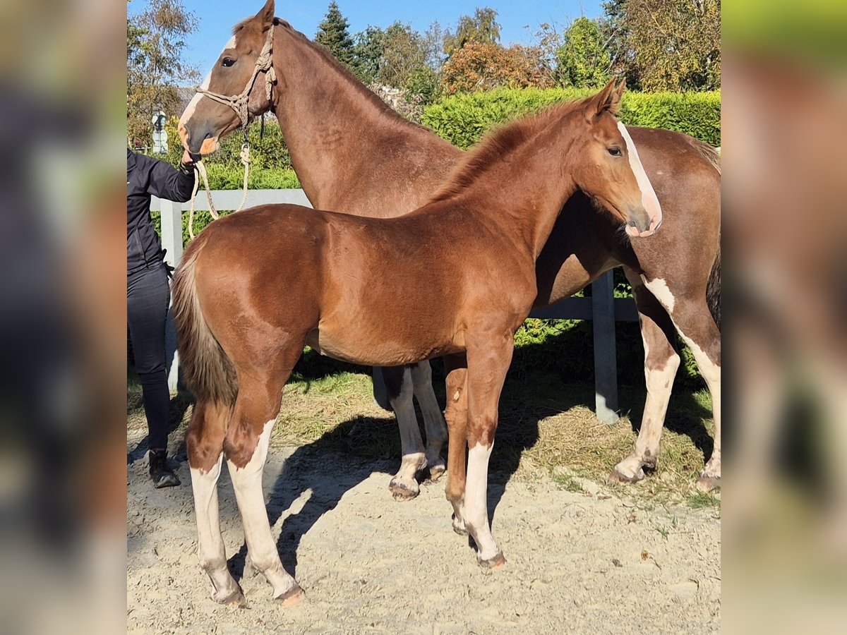 Gelderländer Klacz Źrebak (05/2024) 169 cm Kasztanowata in Ochtersum