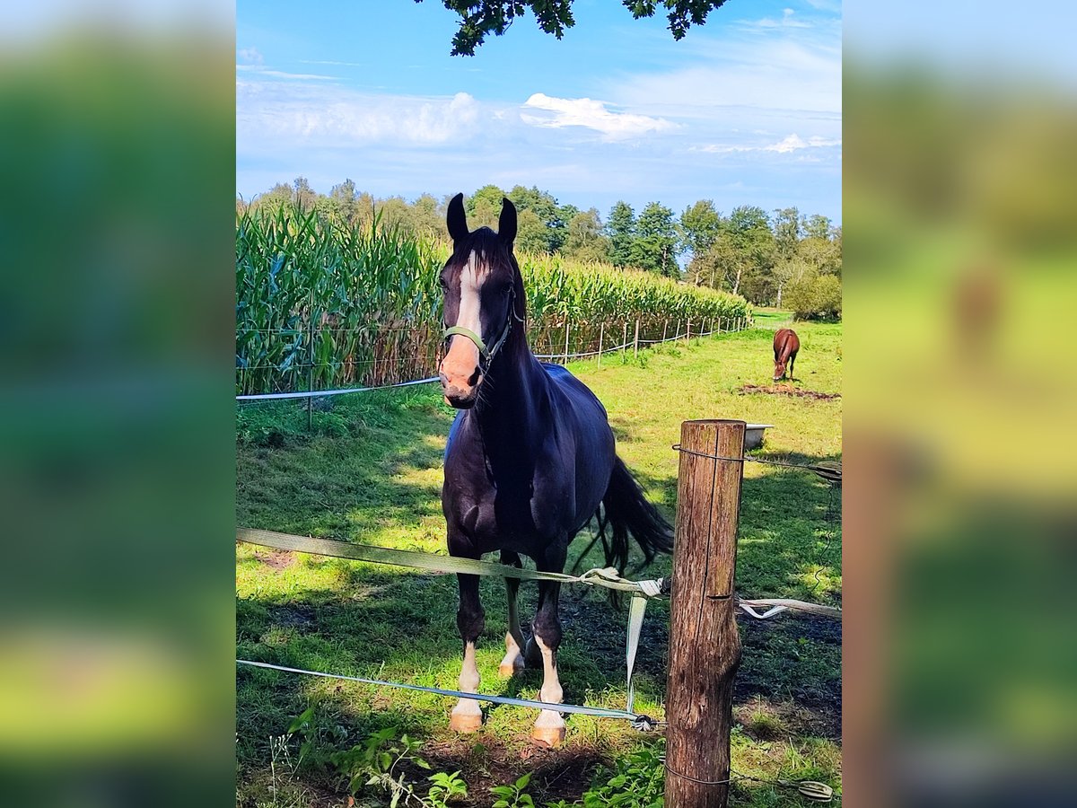 Gelderländer Stute 10 Jahre 165 cm Rappe in Achim