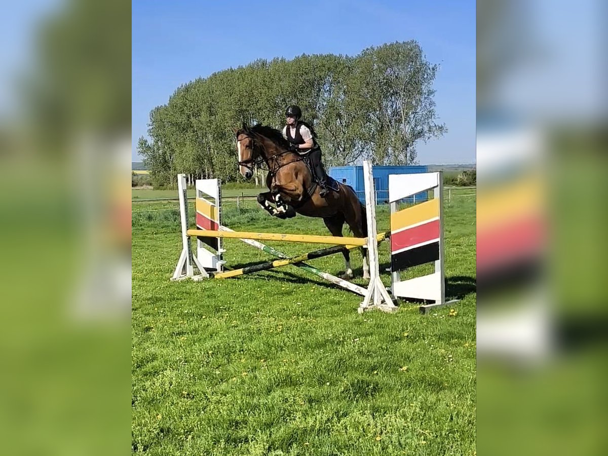 Gelderländer Stute 14 Jahre 175 cm Hellbrauner in Volkstedt