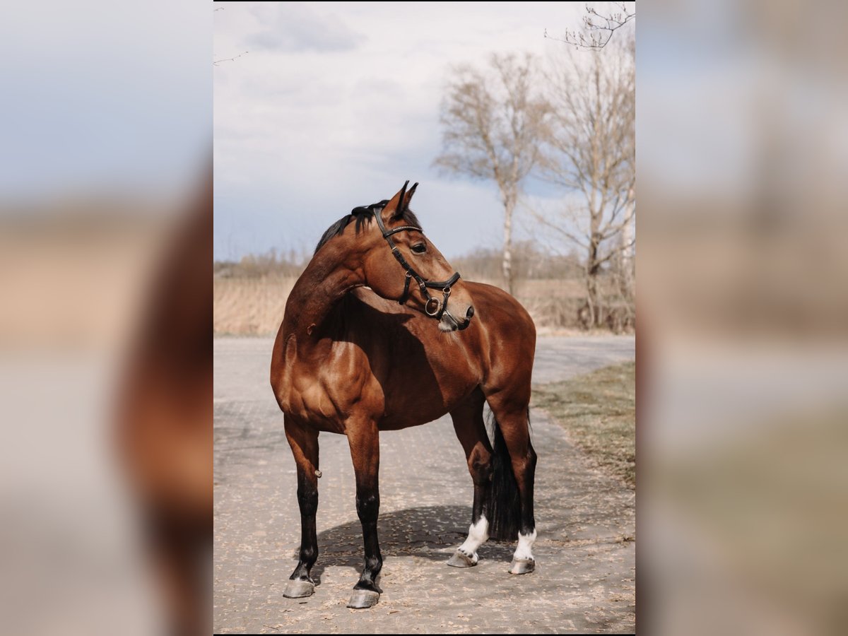 Gelderländer Stute 15 Jahre 172 cm Rotbrauner in Almelo