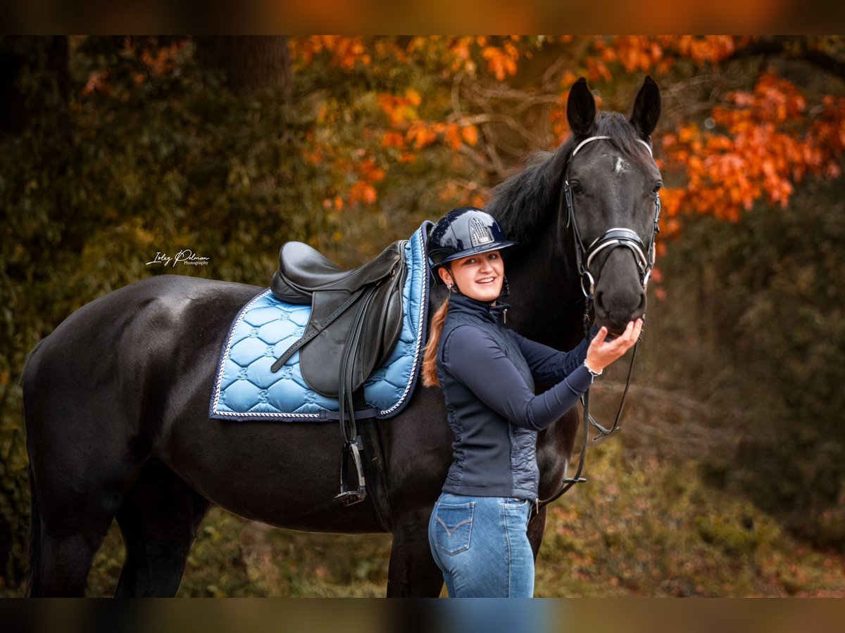 Gelderländer Stute 5 Jahre 171 cm Rappe in Laag-Soeren