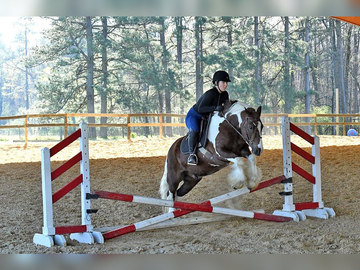 Gelderländer Wałach 5 lat 142 cm Tobiano wszelkich maści in Toulouse