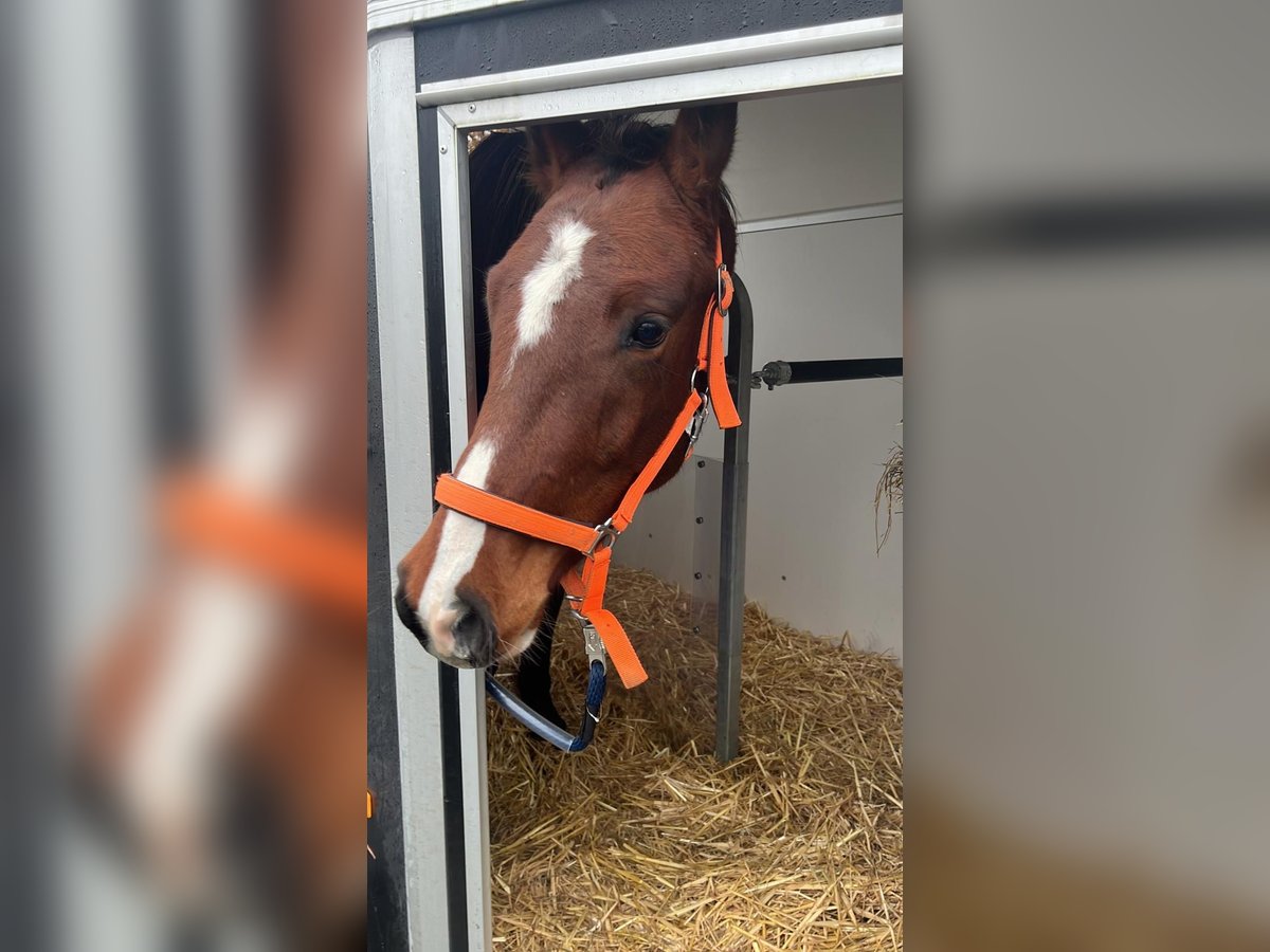 Gelderländer Wałach 3 lat 155 cm Ciemnogniada in Werne