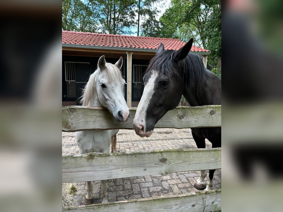 Gelderländer Wallach 11 Jahre 165 cm Rappe in NieuwlandeNieuwlande