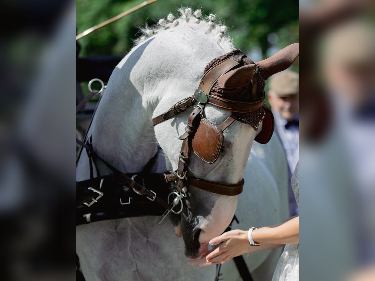 Gelderländer Wallach 11 Jahre 170 cm Schimmel in J&#xFC;bek
