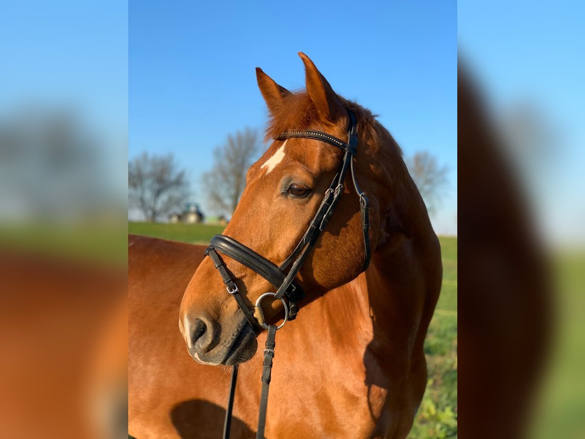 Gelderländer Wallach 14 Jahre 169 cm Fuchs in Zwartewaal