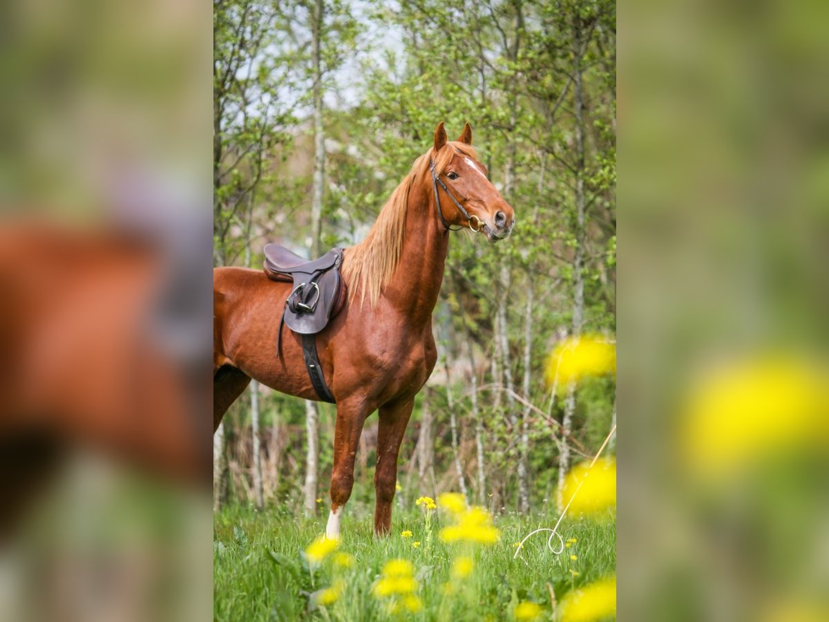 Gelderländer Wallach 6 Jahre 165 cm Fuchs in Nijkerk