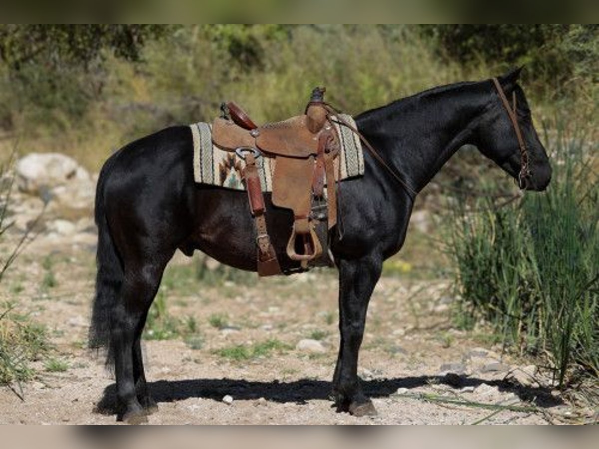 Gelderland Caballo castrado 11 años Negro in Madrid