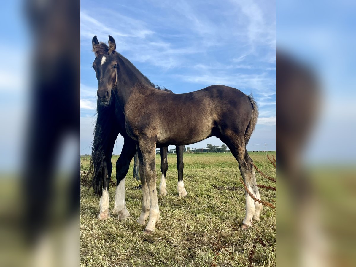 Gelderland Étalon Poulain (05/2024) 170 cm Noir in Rinsumageast