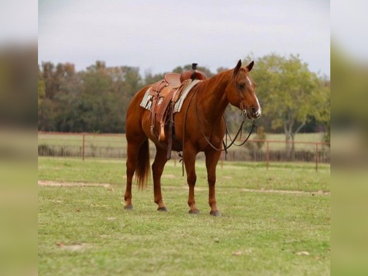 Gelderland Gelding 12 years in Dallas