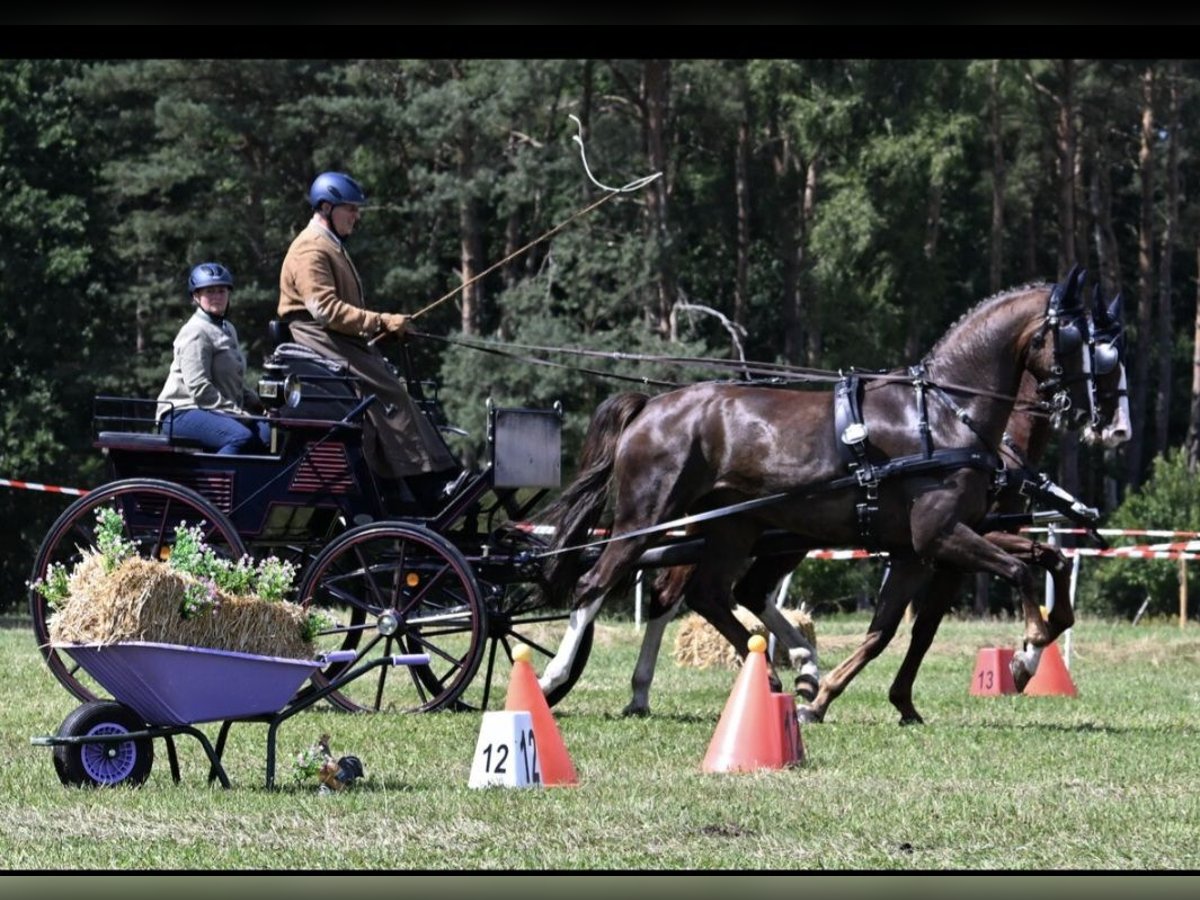 Gelderland Gelding 6 years 16,1 hh Chestnut in Treia