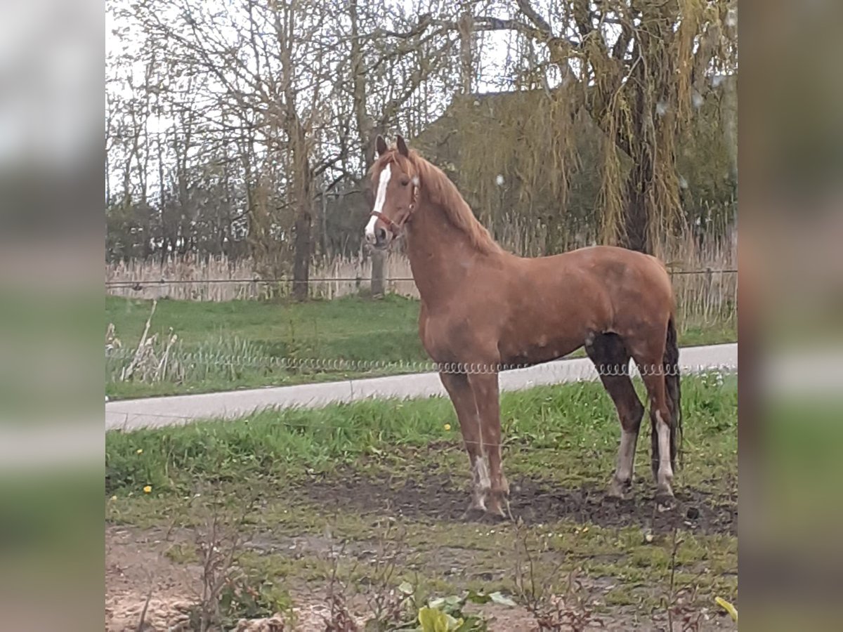Gelderland Jument 10 Ans 160 cm Alezan in Usquert