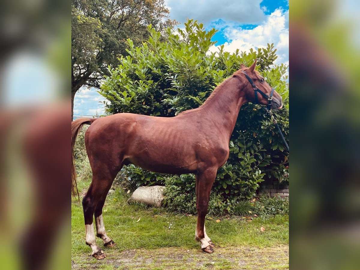 Gelderland Stallion 3 years 16,2 hh Chestnut-Red in Zandhuizen