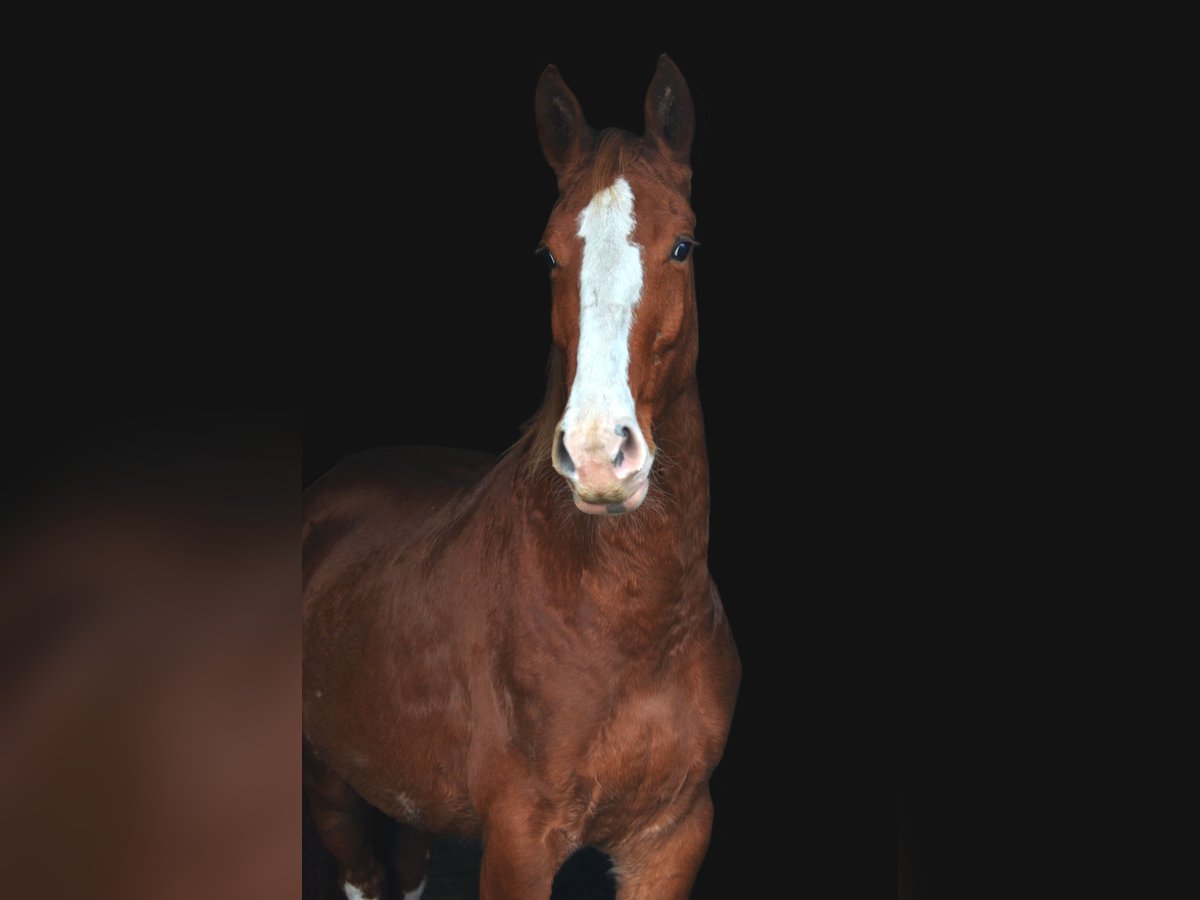 Gelderland Yegua 4 años 165 cm Alazán in Zutendaal