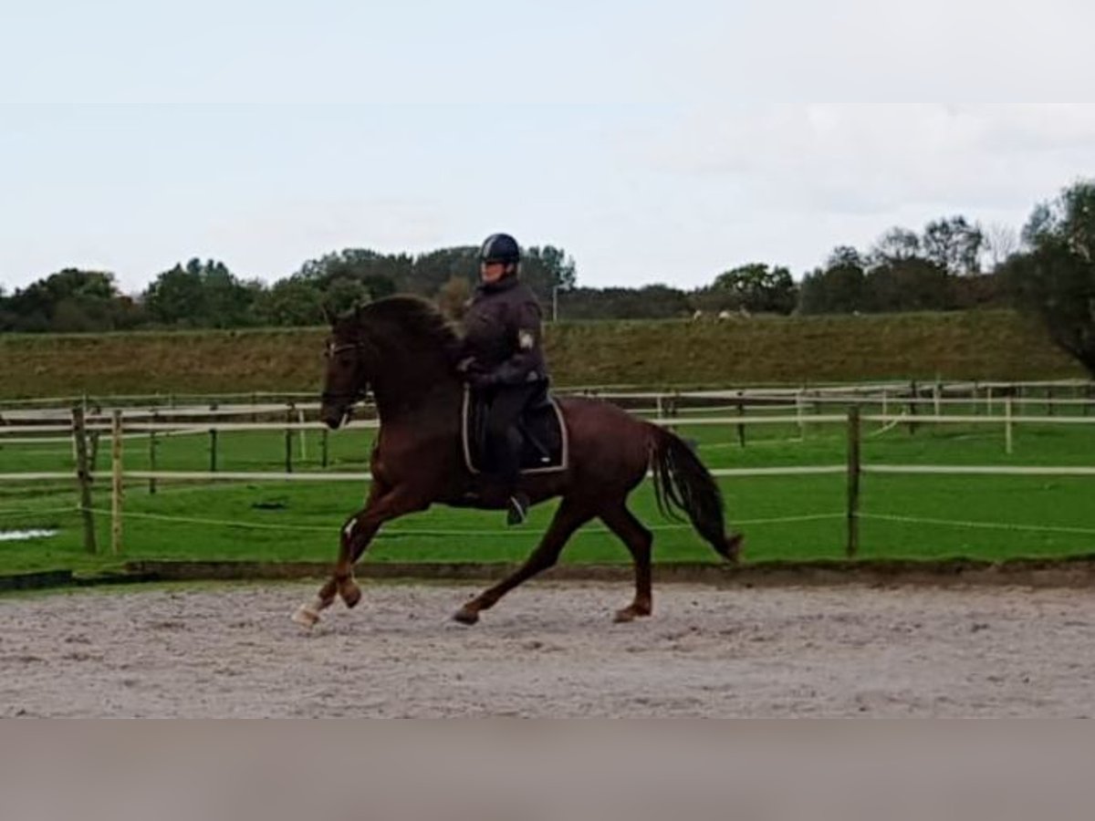 Gelderlander Castrone 7 Anni 172 cm Sauro scuro in Oostvoorne