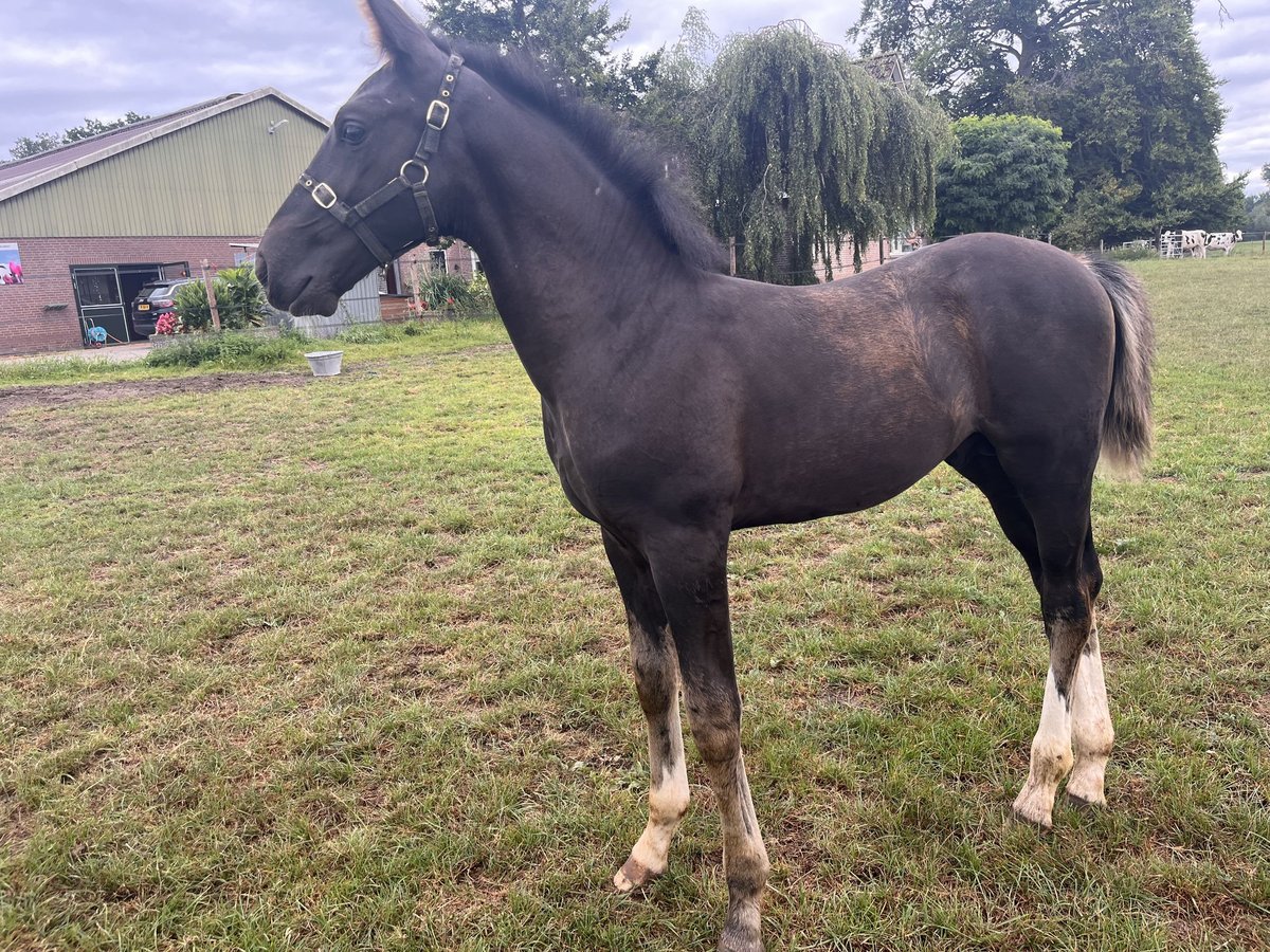Gelderlander Hengst Veulen (05/2025) Zwartbruin in Bunni