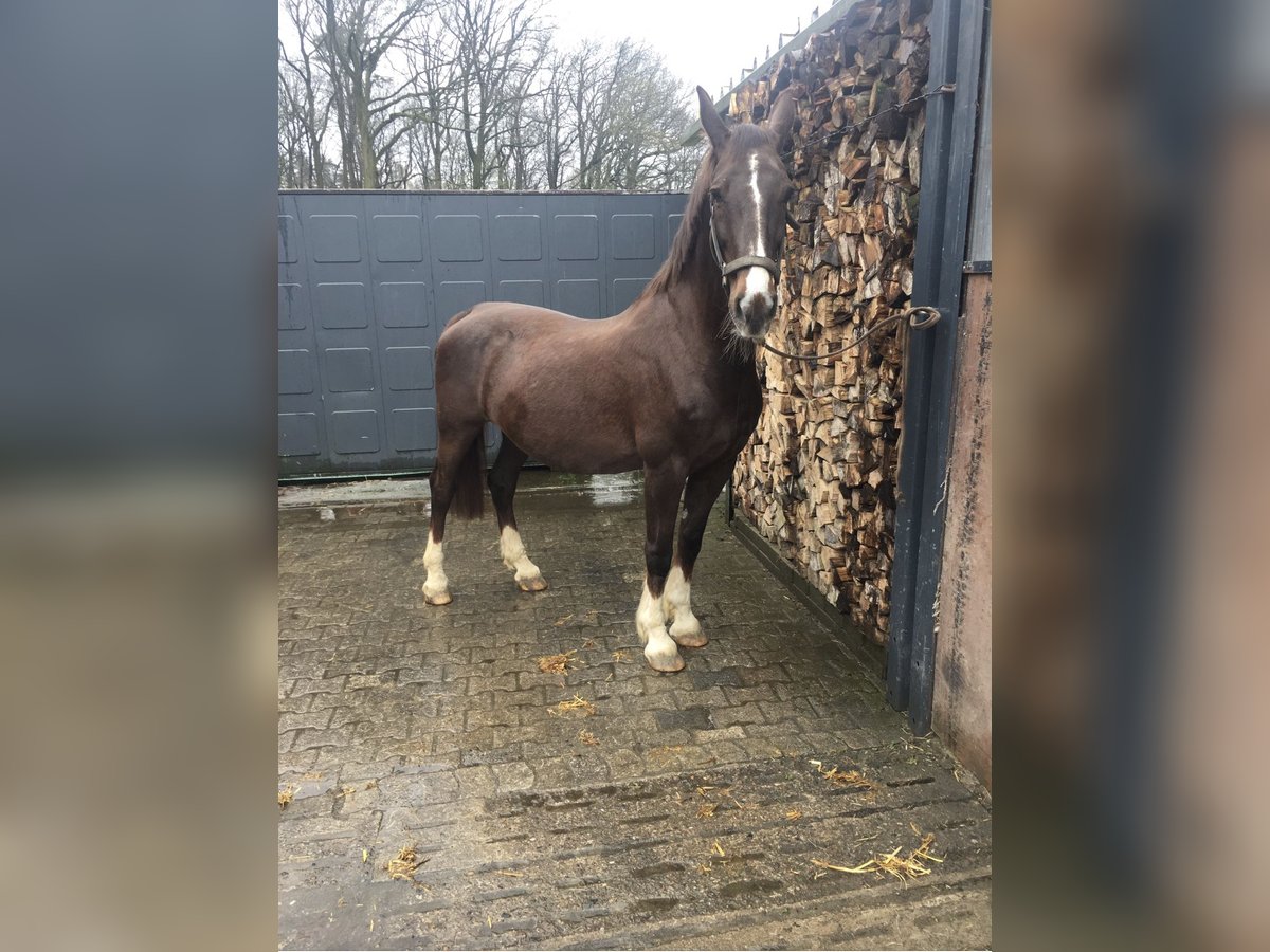 Gelderlander Merrie 20 Jaar 163 cm Donkere-vos in Stadtlohn