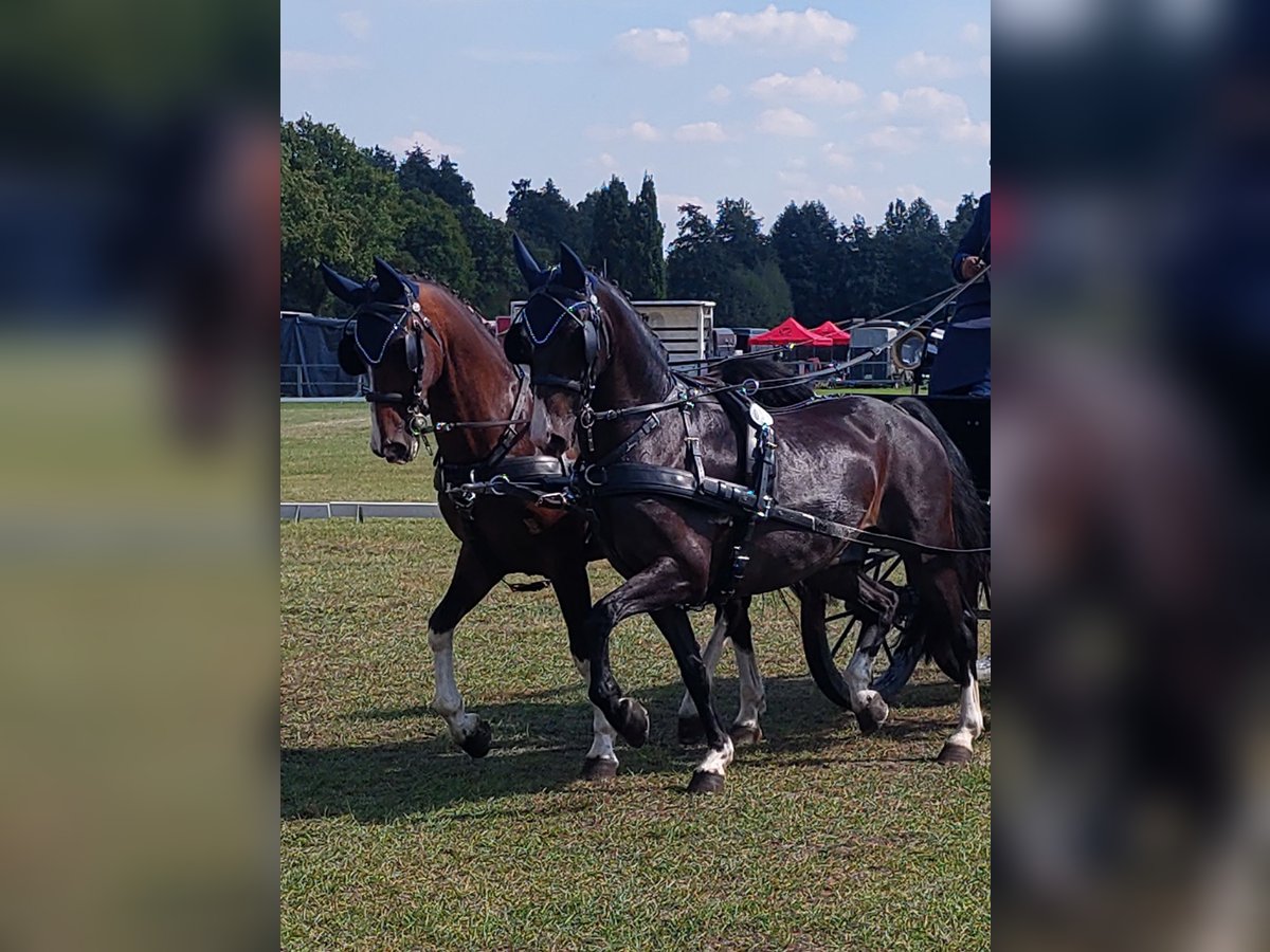 Gelderlander Ruin 13 Jaar 154 cm Bruin in Aachen