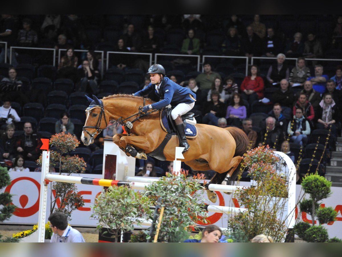 GEPSOM Oldenburger Springpferd Ogier in Baek