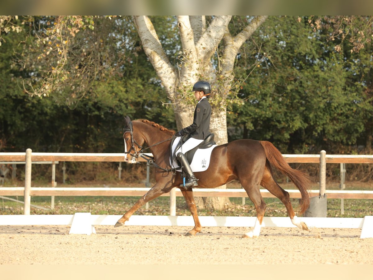 German Classic Pony Gelding 18 years Chestnut-Red in Segrate