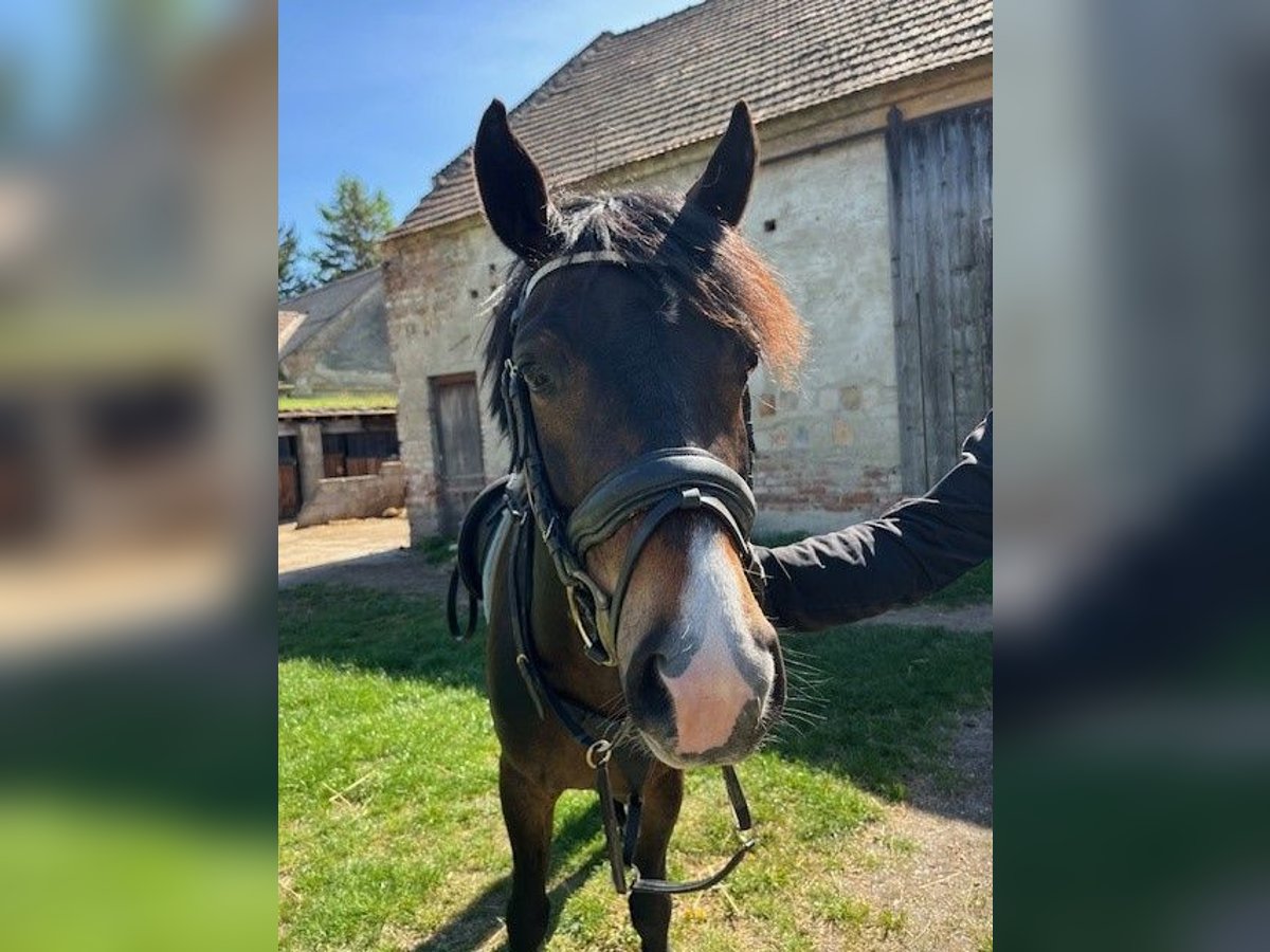 German Classic Pony Gelding 5 years 14,1 hh Brown in Pottendorf