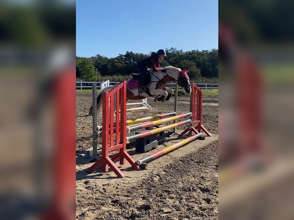 German Classic Pony Mare 19 years 13,3 hh Pinto in Stahnsdorf