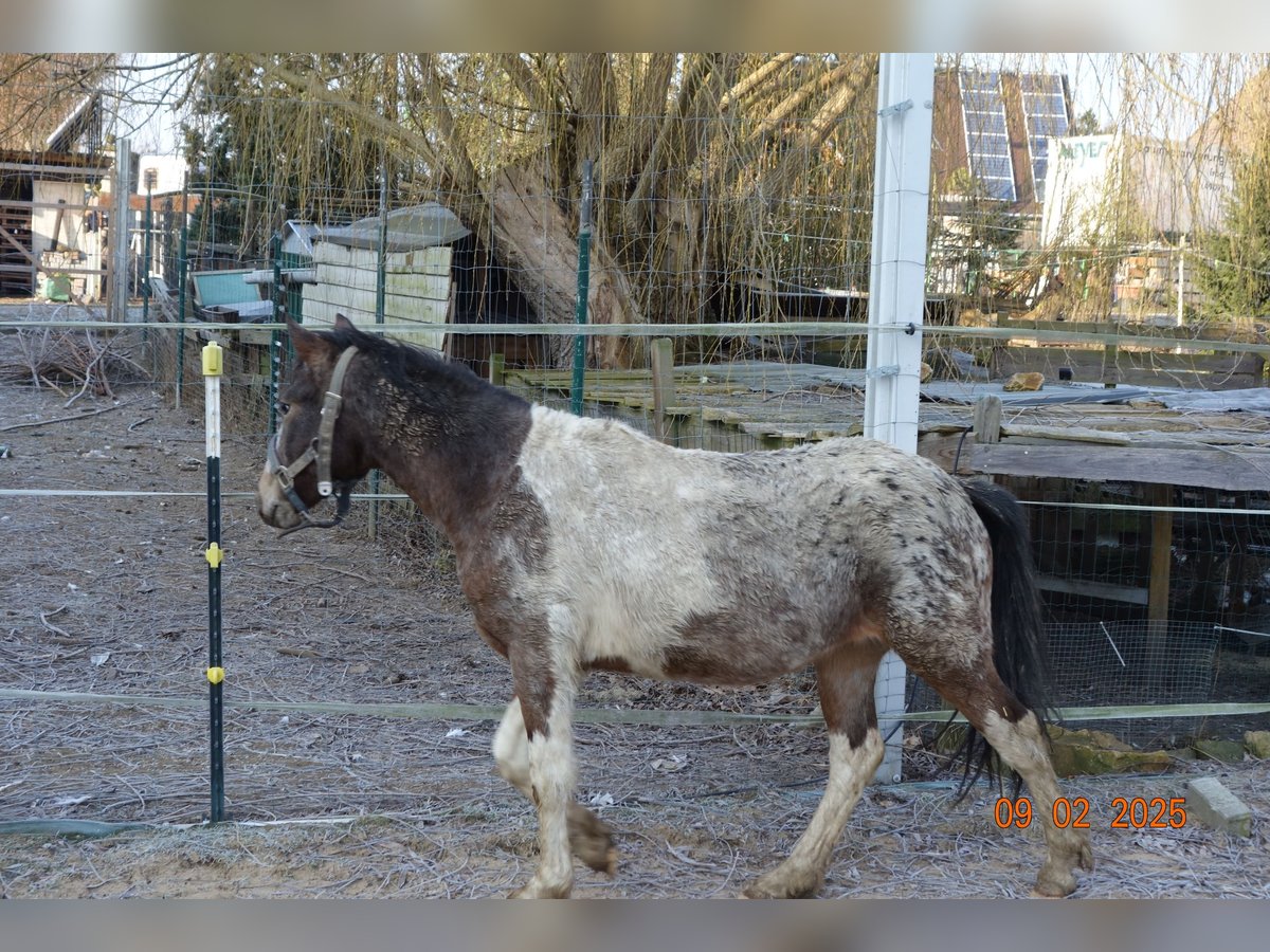 German Classic Pony Mix Mare 2 years 12,1 hh Gray-Fleabitten in Reinsberg