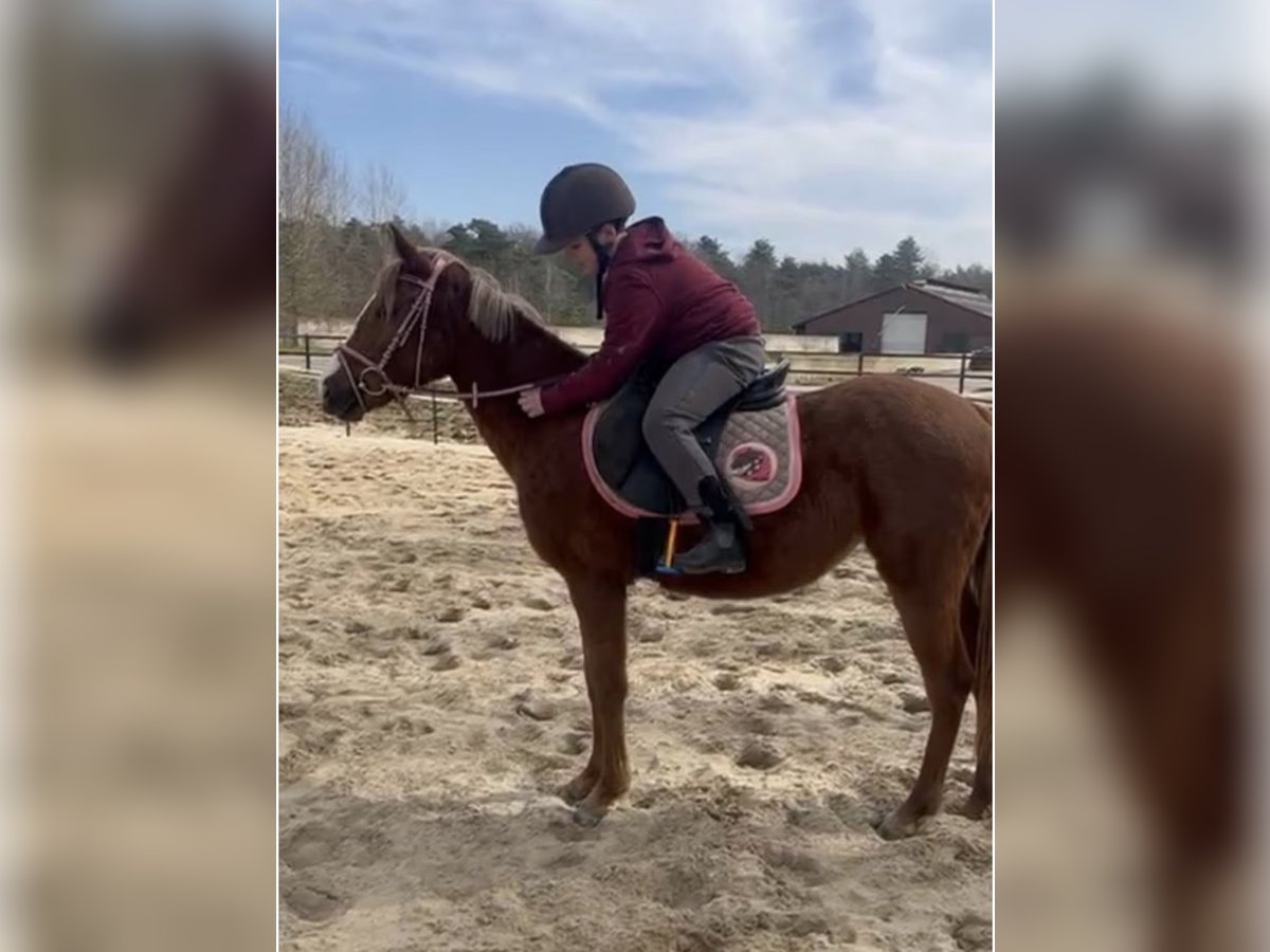 German Classic Pony Mare 3 years 13,1 hh Chestnut-Red in Malden