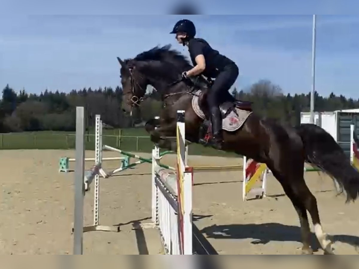 German Riding Horse Gelding 10 years 15 hh Chestnut in Blaubeuren