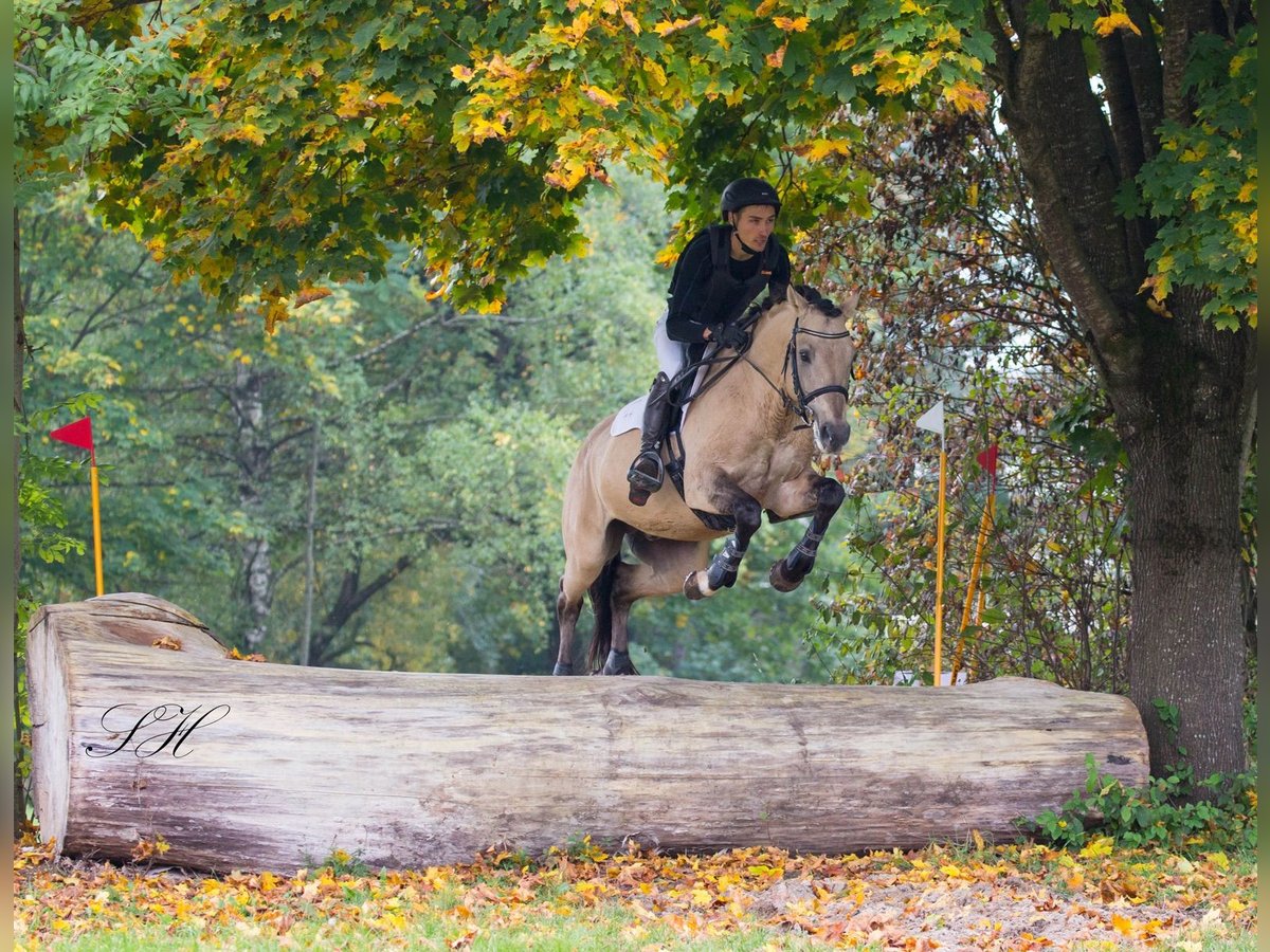 German Riding Horse Gelding 11 years 15,2 hh Buckskin in Kalbach
