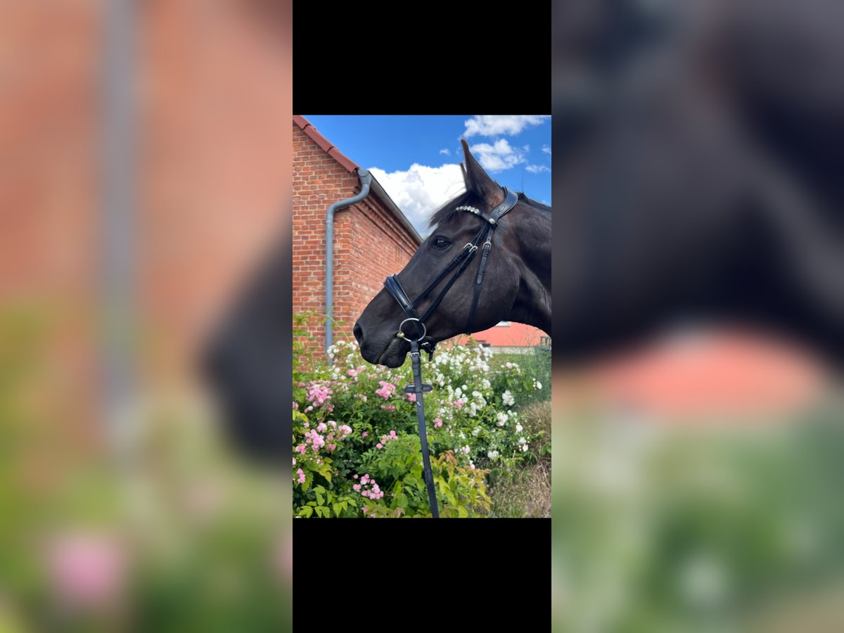 German Riding Horse Gelding 11 years 17 hh Black in Jüterbog