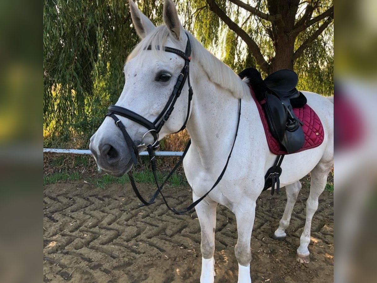 German Riding Horse Gelding 12 years 16,1 hh Gray in NienhagenNienhagen