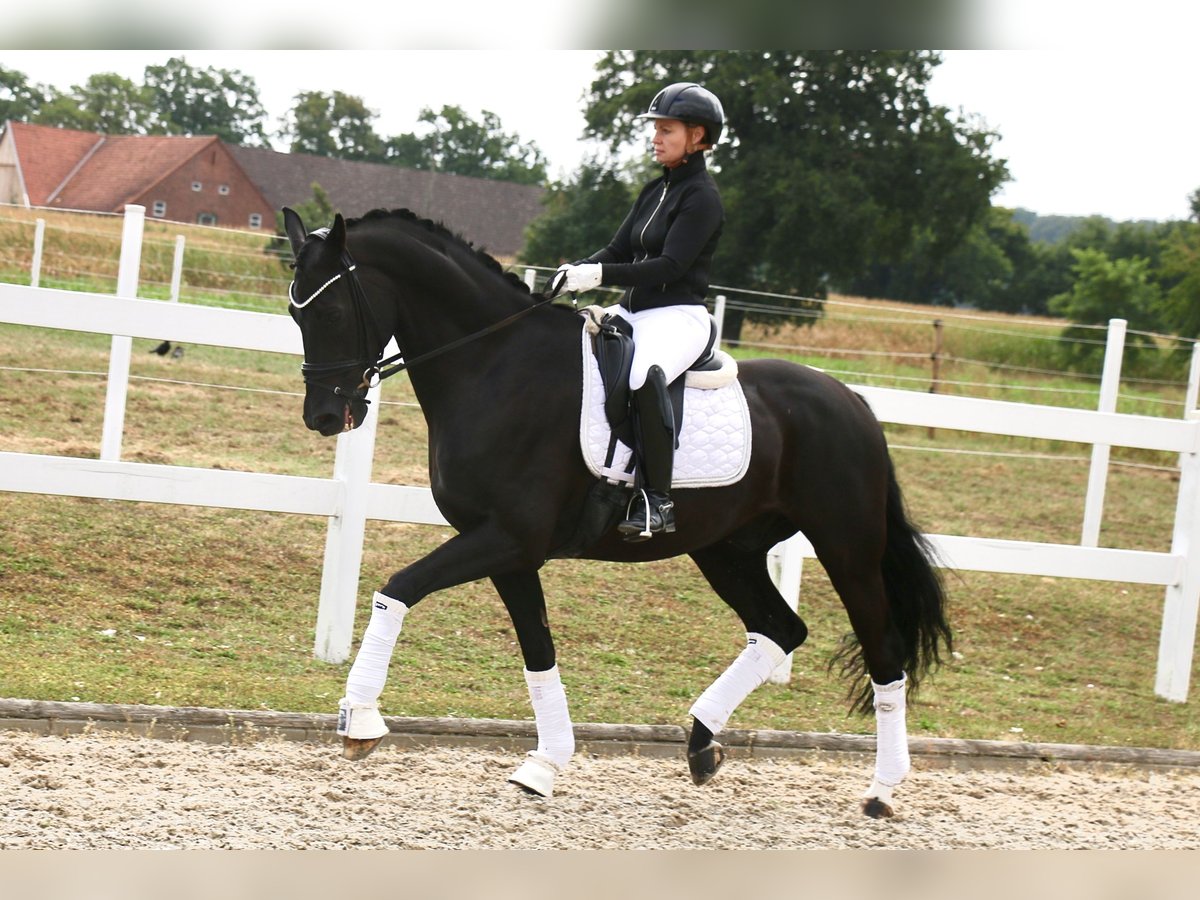 German Riding Horse Gelding 12 years 16,3 hh Black in Recke, bei Osnabr&#xFC;ck