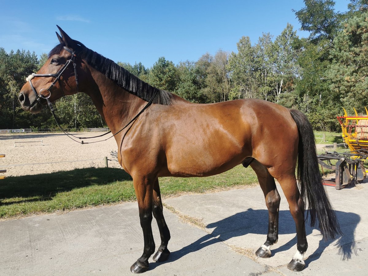 German Riding Horse Gelding 12 years 17 hh Brown in Spremberg