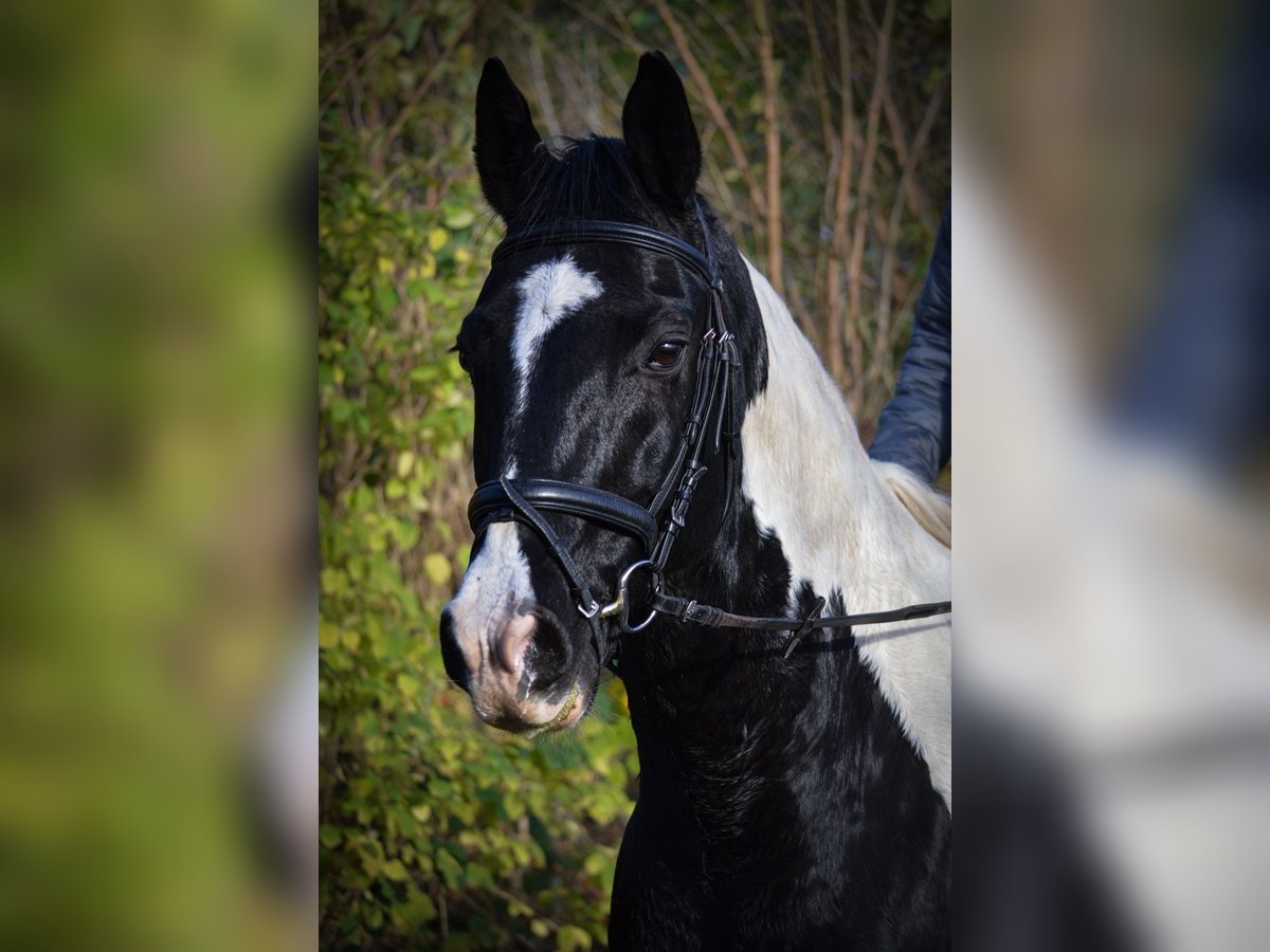 German Riding Horse Mix Gelding 14 years 15,2 hh Pinto in Flensburg